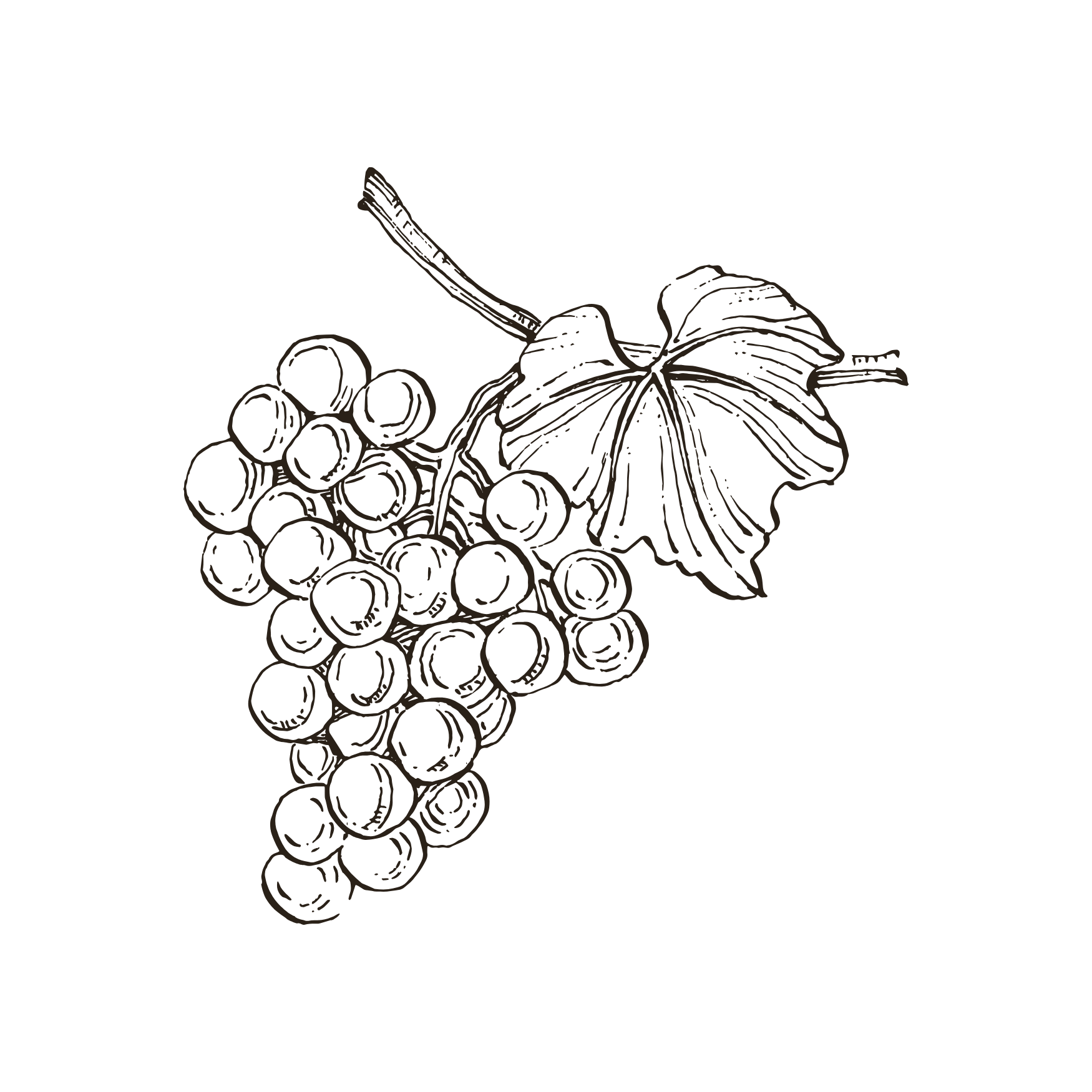 : Grapes illustration — wine tasting at Kostas Brother taverna Zakynthos